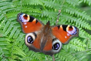 Peacock Butterfly Spiritual Meaning: Spiritual Awakening!