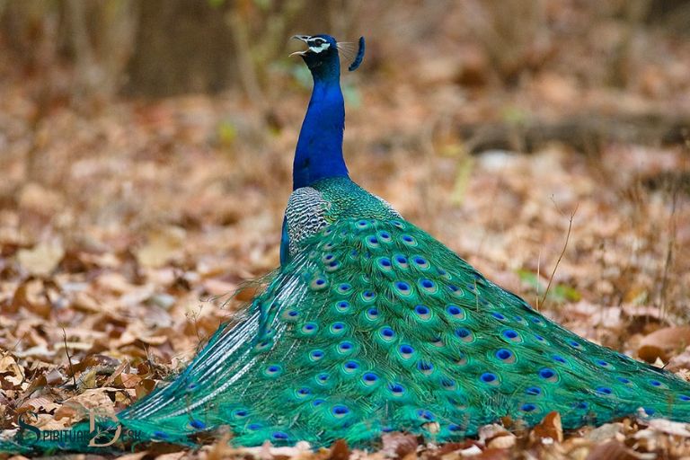 peacock spiritual meaning twin flame