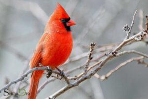 Red Cardinal Spiritual Art: Guidance!