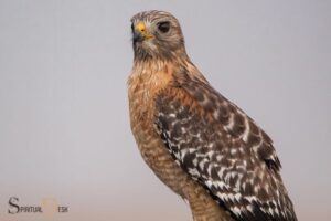 Red Shouldered Hawk Spiritual Meaning: Vision, Focus!