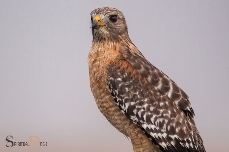 red shouldered hawk spiritual meaning