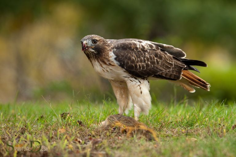 red tailed hawk spiritual meaning