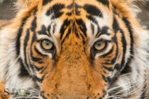 Red Tiger Eye Spiritual Meaning: Good Luck!