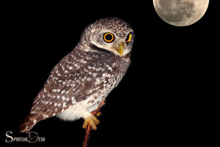 seeing-an-owl-at-night-spiritual-meaning-wisdom-mystery