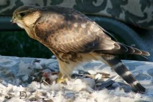 sparrow hawk spiritual meaning