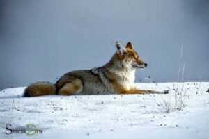Spiritual Animal Coyote And Intuition