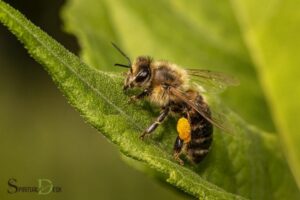Spiritual Meaning of a Bee: Hard Work!