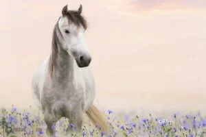 spiritual meaning of a horse in a past life regression