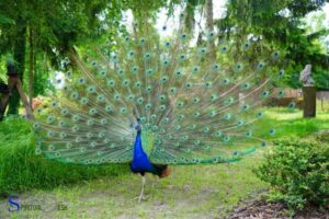 Spiritual Meaning of a Peacock: Renewal!