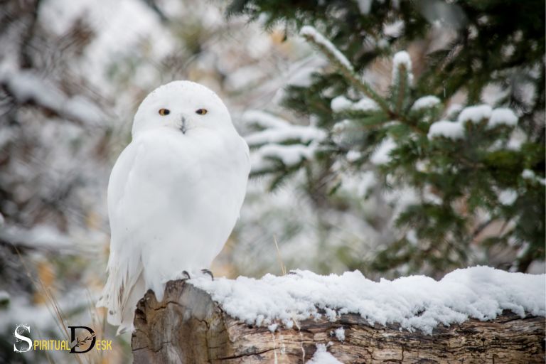 What Is The Spiritual Meaning Of Seeing A White Owl