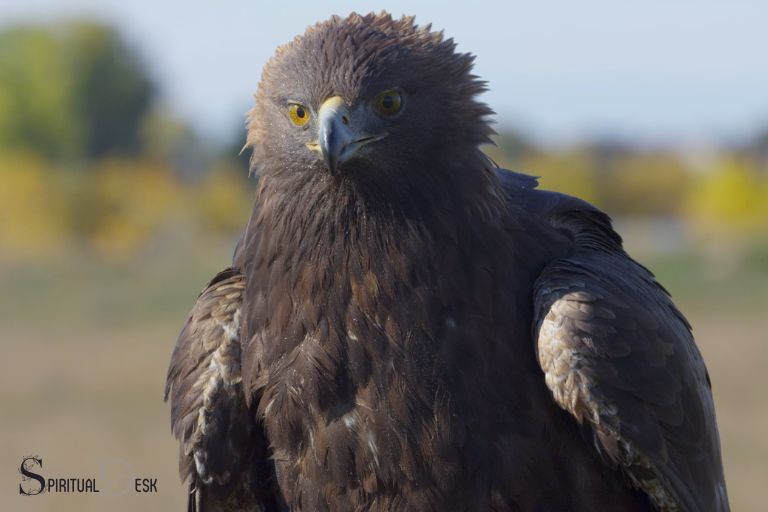 spiritual meaning of black hawk