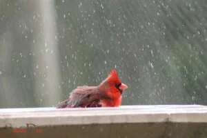 Spiritual Meaning of Cardinal Tapping on Window: Beginnings!