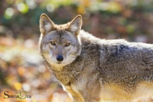 Spiritual Meaning of Coyote: Adaptability!