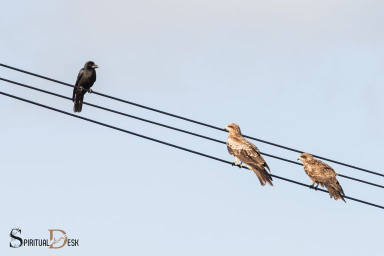 spiritual meaning of hawk and crow together