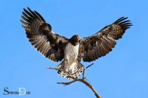 spiritual meaning of hawk over bad incidemt