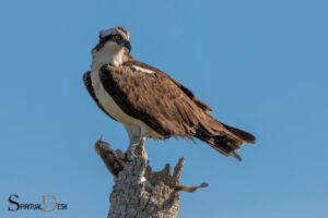 Spiritual Meaning of Osprey Hawk