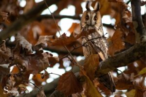 Spiritual Meaning of Owl Hooting: Warning Of Unseen Danger!