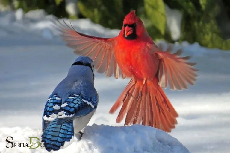 Blue Jay and Cardinal in Southborough