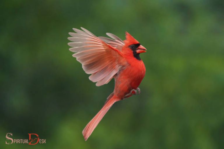 spiritual meaning of seeing a cardinal flying back and forth