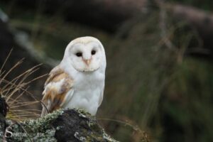 Spiritual Meaning of Seeing an Owl During the Day