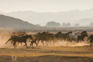 spiritual meaning of seeing herd of wild horses 1