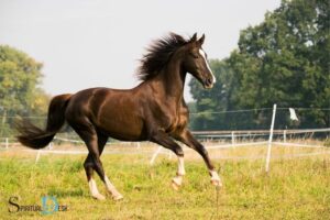 Spiritual Meaning of the Horse: Freedom!