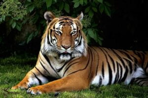 Spiritual Meaning of Tiger