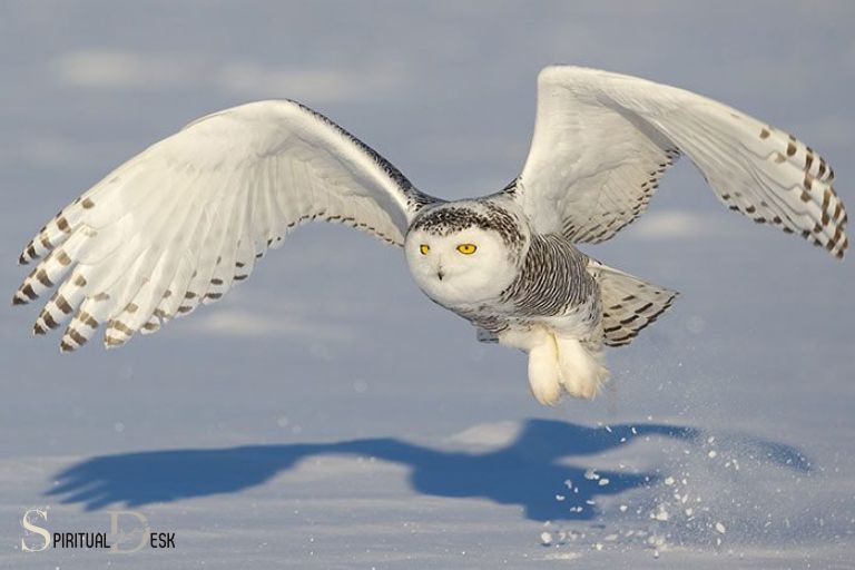 owl visit meaning