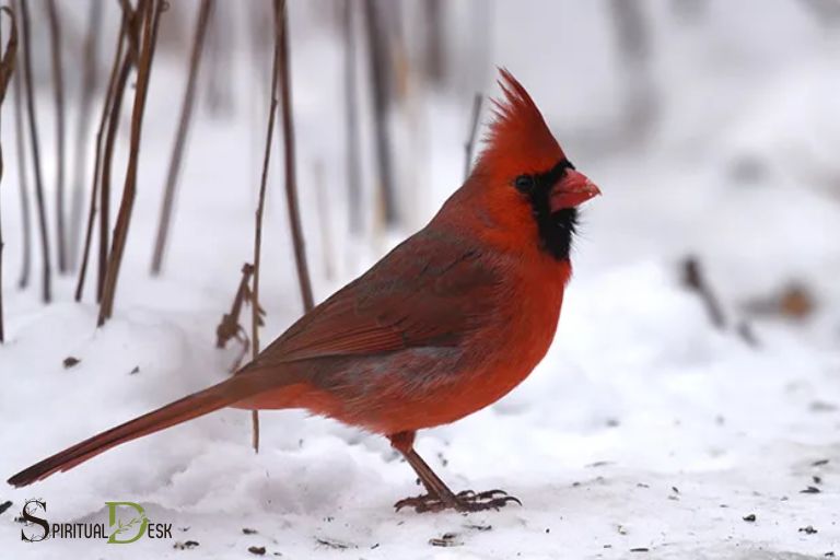 spiritual quotes about cardinals