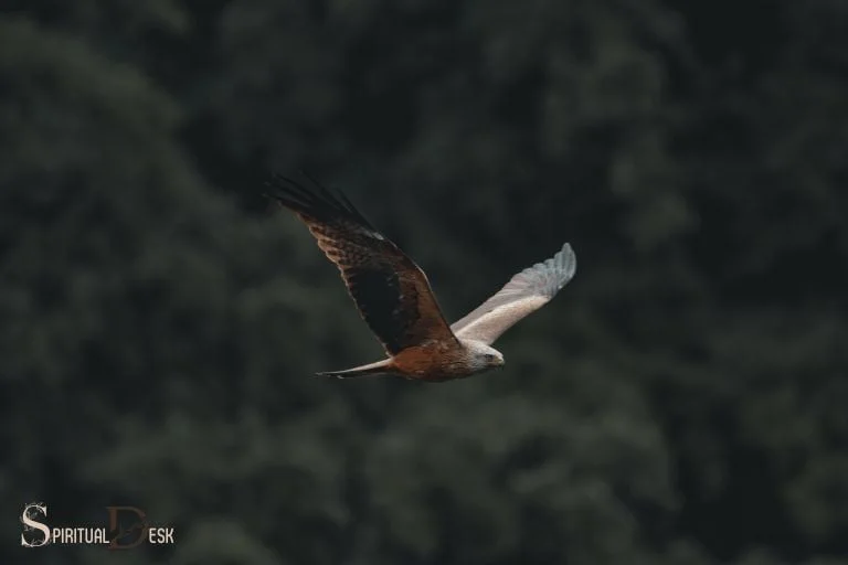 spiritual sign hawk flying south east