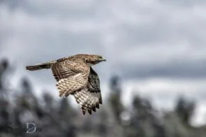 spiritual sign hawk swinging left