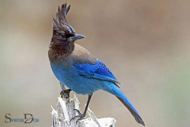 Steller's Jay: Pretty, noisy with a great haircut!