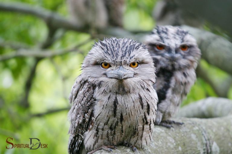 tawny frogmouth owl spiritual meaning
