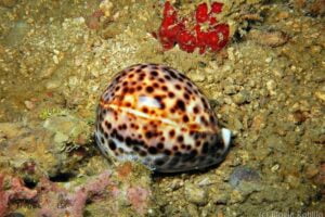 Tiger Cowrie Shell Spiritual Meaning: Protection!