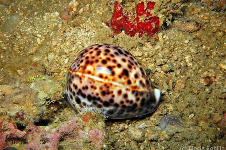 tiger cowrie shell spiritual meaning