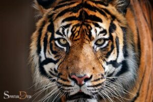 Tiger Eye Spiritual Meaning: Personal Power!