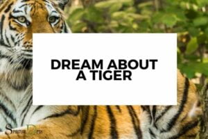 Tiger in Dream Spiritual Meaning: Courage!