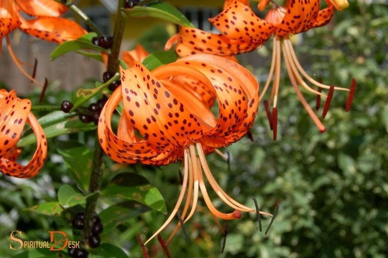 tiger lily spiritual meaning