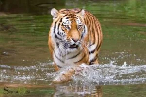 water tiger spiritual meaning