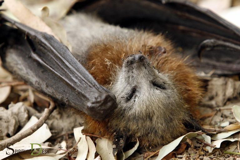 what does a dead bat mean spiritually