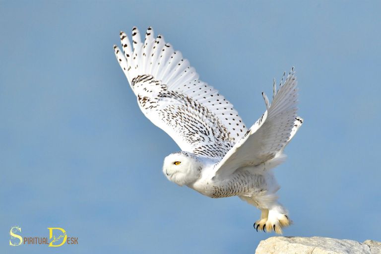 white owl spiritual centre