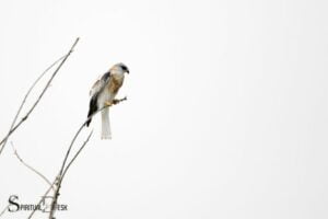 White Tailed Kite Hawk Spiritual Meaning: Vision!