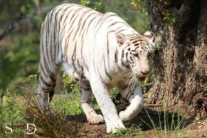 White Tiger in Dream Spiritual Meaning: Fearless, Strength!