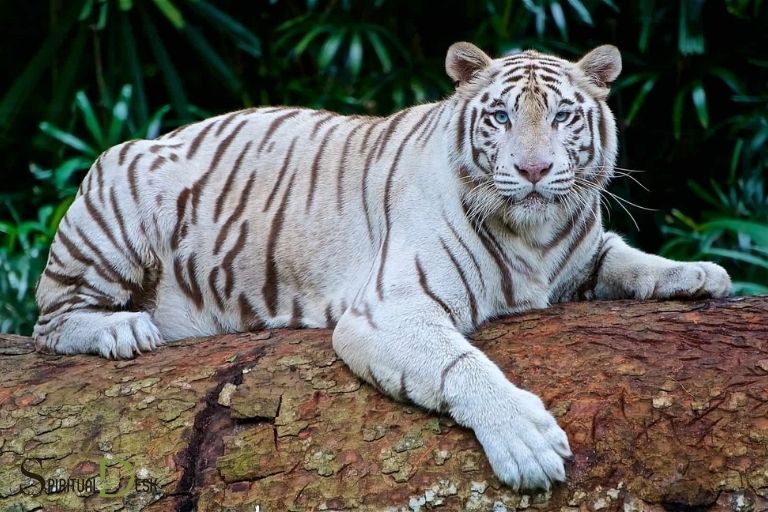 white tiger spiritual meaning