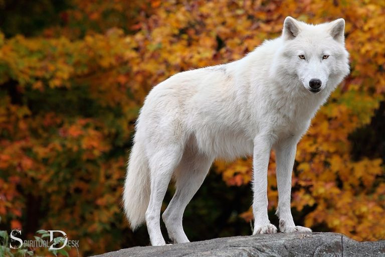 white wolf spiritual meaning 1