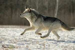Wolf Run Wildlife And Spiritual Sanctuary: Non-profit Org!