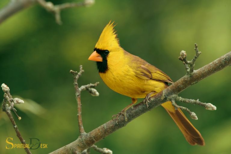 yellow cardinal spiritual meaning