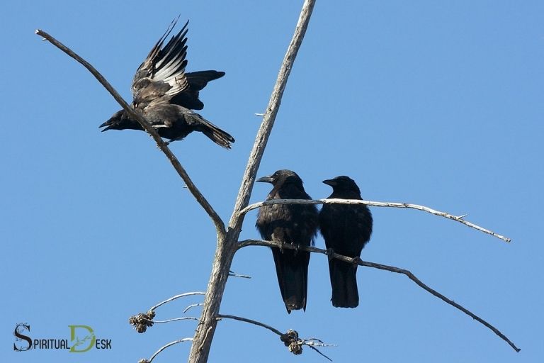 crows totems spiritual
