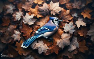 Dead Blue Jay Spiritual Meaning: Protection and Change!