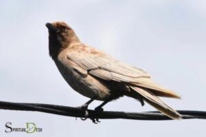 Brown Crow Spiritual Meaning: Transformation!